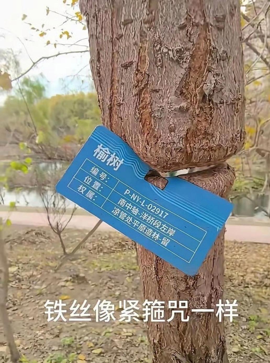 恶作剧！谁这么缺德，给大树中间扎一道铁丝！某地绿化带上，突然见一大树好奇怪，