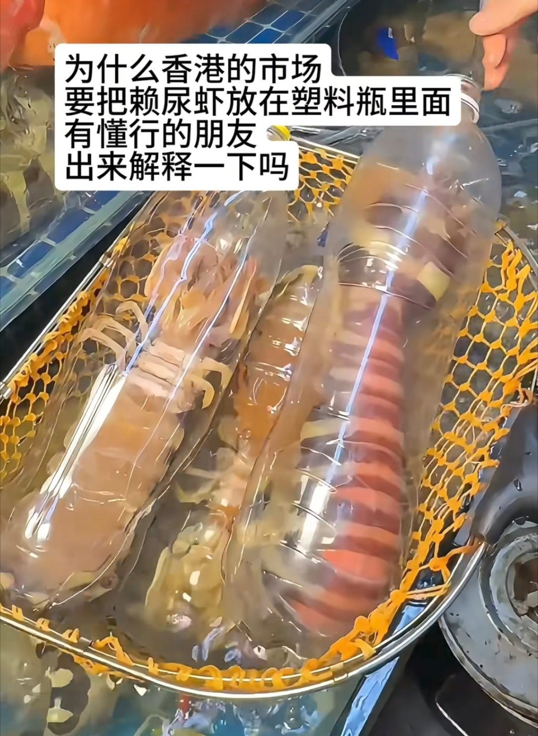 香港的皮皮虾为什么都装在塑料瓶里？