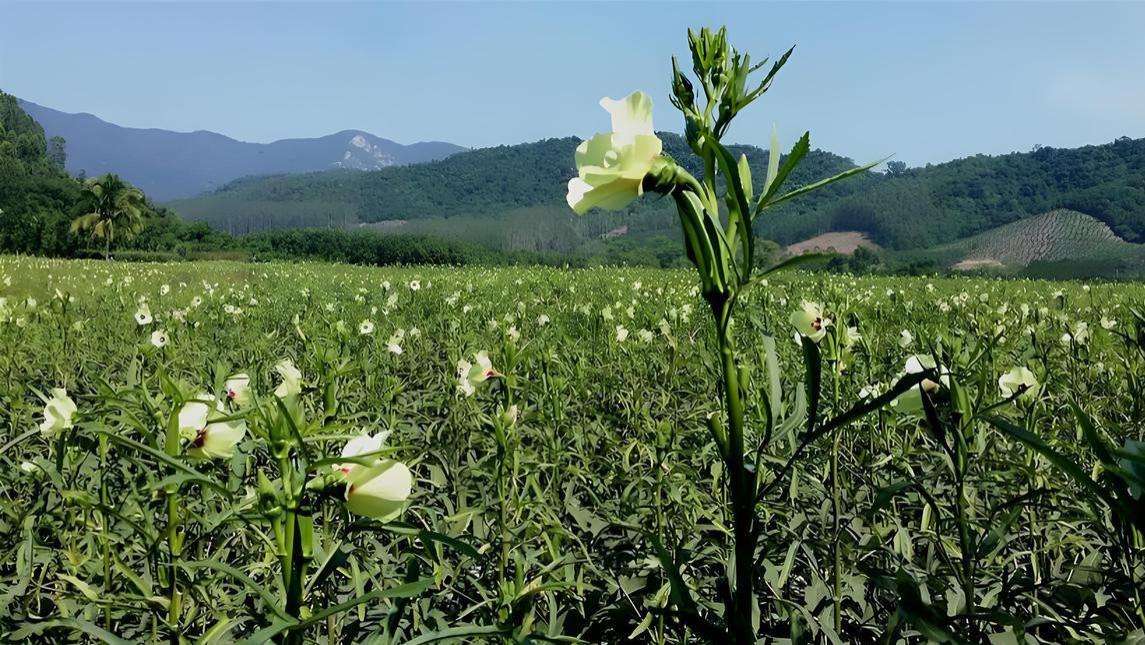 秋葵种植时间全攻略: 从南到北, 一年四季都能种?