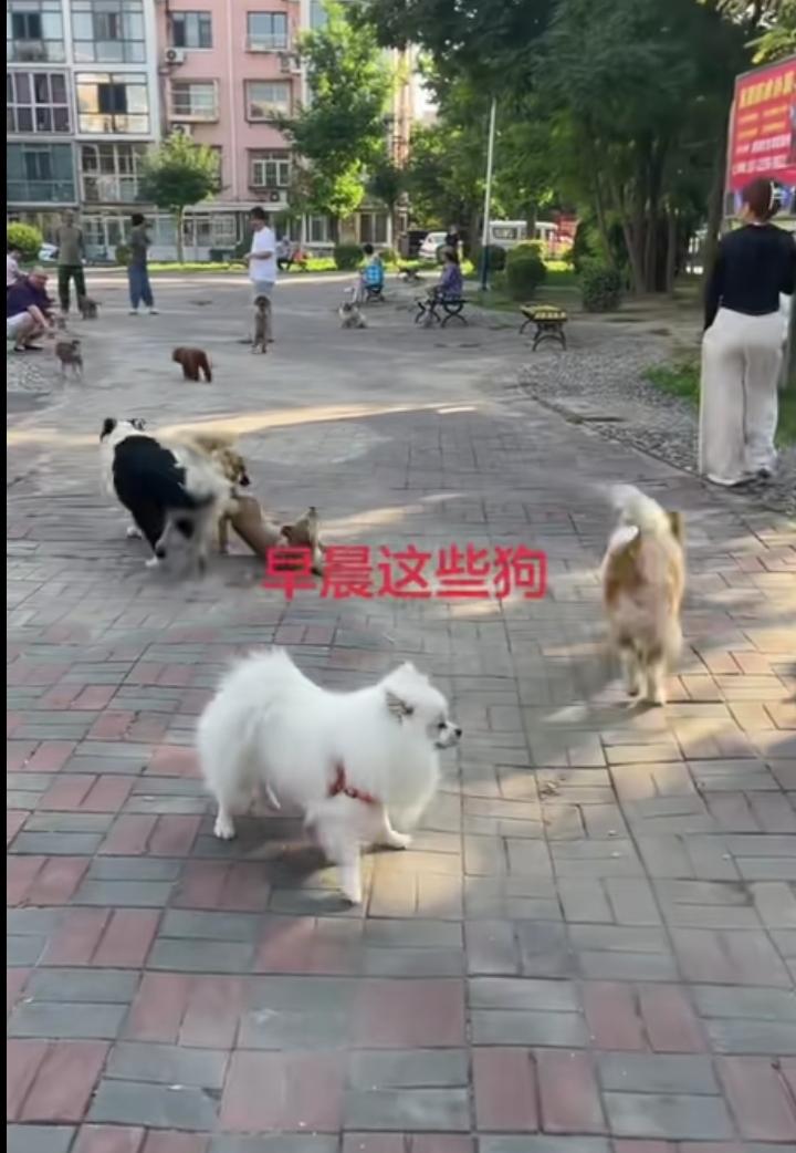 我们小区好多狗，到处跑，还不牵绳，真气人，狗粪便到处都是，半夜还经常有狗叫，经常