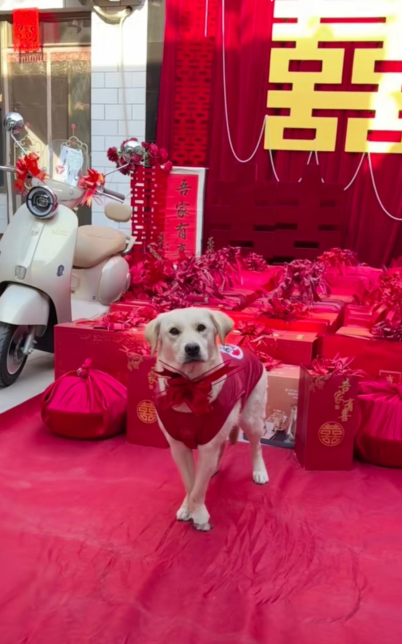 陪嫁狗不辱使命一至好评网友：女方就是女方！很有大家闰秀的气派，连狗狗都这么端庄