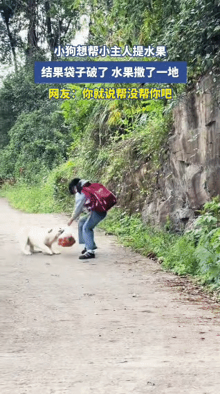 今日份大型“好心办坏事”现场：小主人：我的橘子，刚买的，还热乎的！拉布拉多