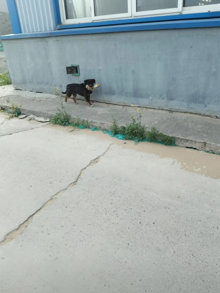 今早上我去吃早饭的路上，遇到了这只小狗，不知道它从哪捡了一根大骨头，高高兴兴的往