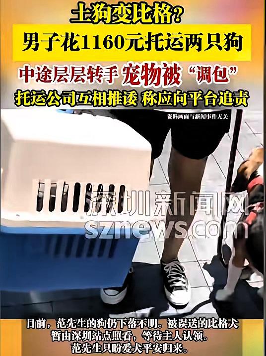 广东深圳，一男子花费1160元，托运了自己的两只中华田园犬。签收时，他却惊住了，