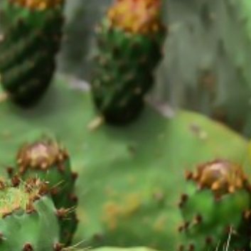 ‎种植🌵仙人掌嫁接方法1.选择合适的时间：仙人掌的嫁接最好在其生长期进行，这
