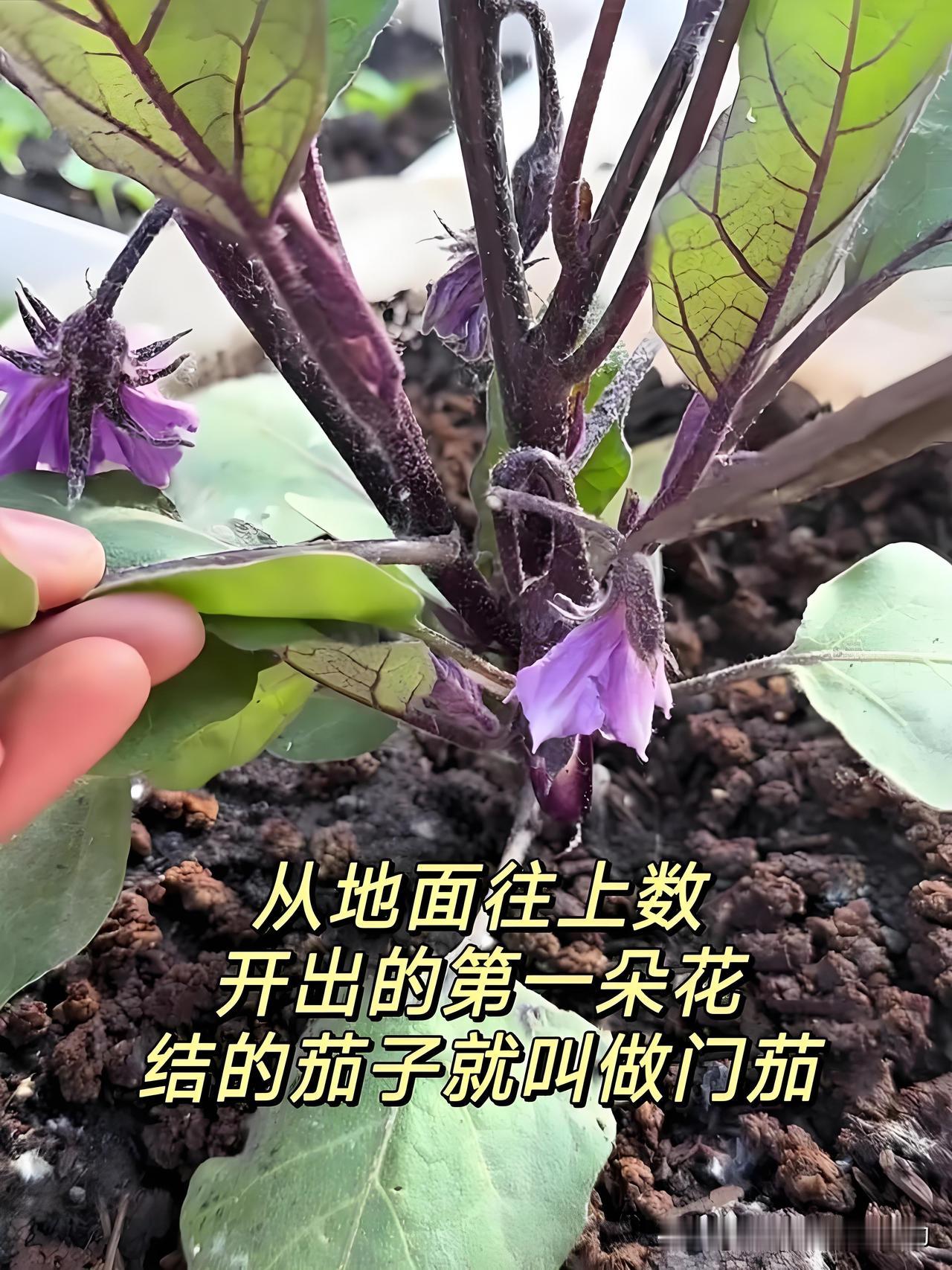 种茄子别犯傻！第一朵花赶紧剪，不然亏大了自家种茄子，看到第一朵花是不是特期