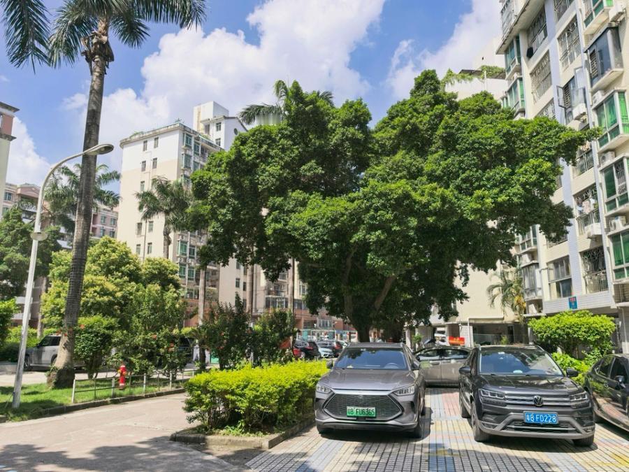 深圳龙岗竹雅苑建面78.09㎡住宅，市场评估总价155万，折扣比例79%，刚需属