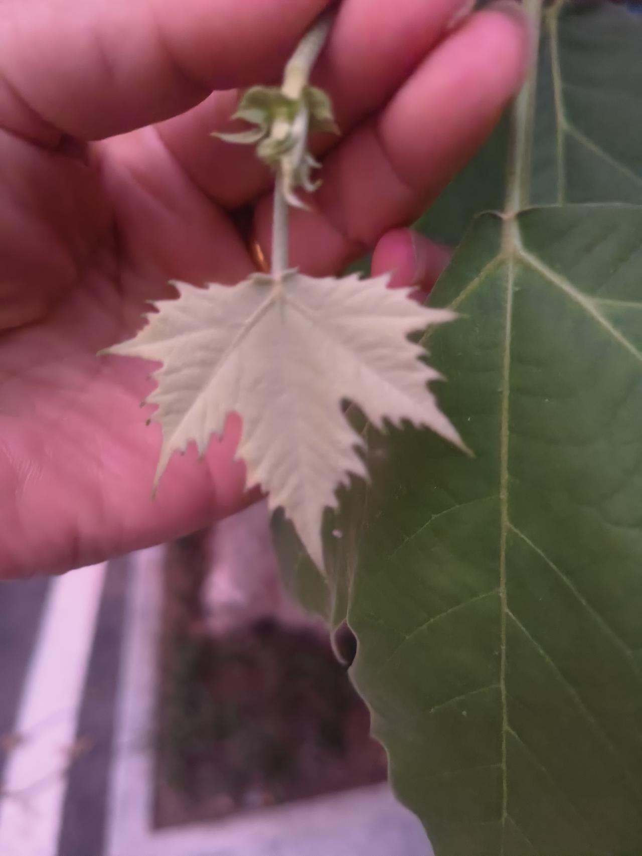 小时候的最爱，梧桐树上刚长出的叶子，是黄绿色，是叶子最美的时候，它的颜色如同刚孵
