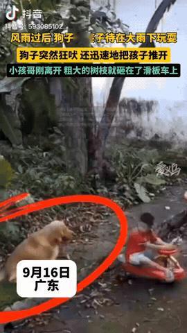 近日广东，男孩和狗狗在树下玩耍，狗狗突然狂吠，男孩让狗狗闭嘴，不料狗狗直接把男孩