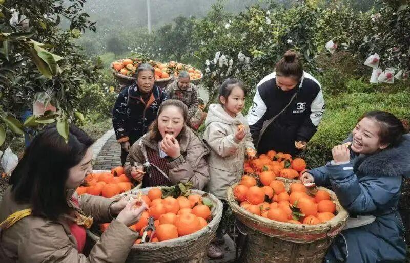 太解气了！四川蒲江，耙耙柑使用“脱酸剂”案判了，19个涉案人员全部被判刑，主犯获