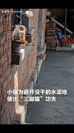 万万没想到！山东一位网友在家刚抹完水泥地，家里养的小猫没看到主人，急得喵喵直叫。