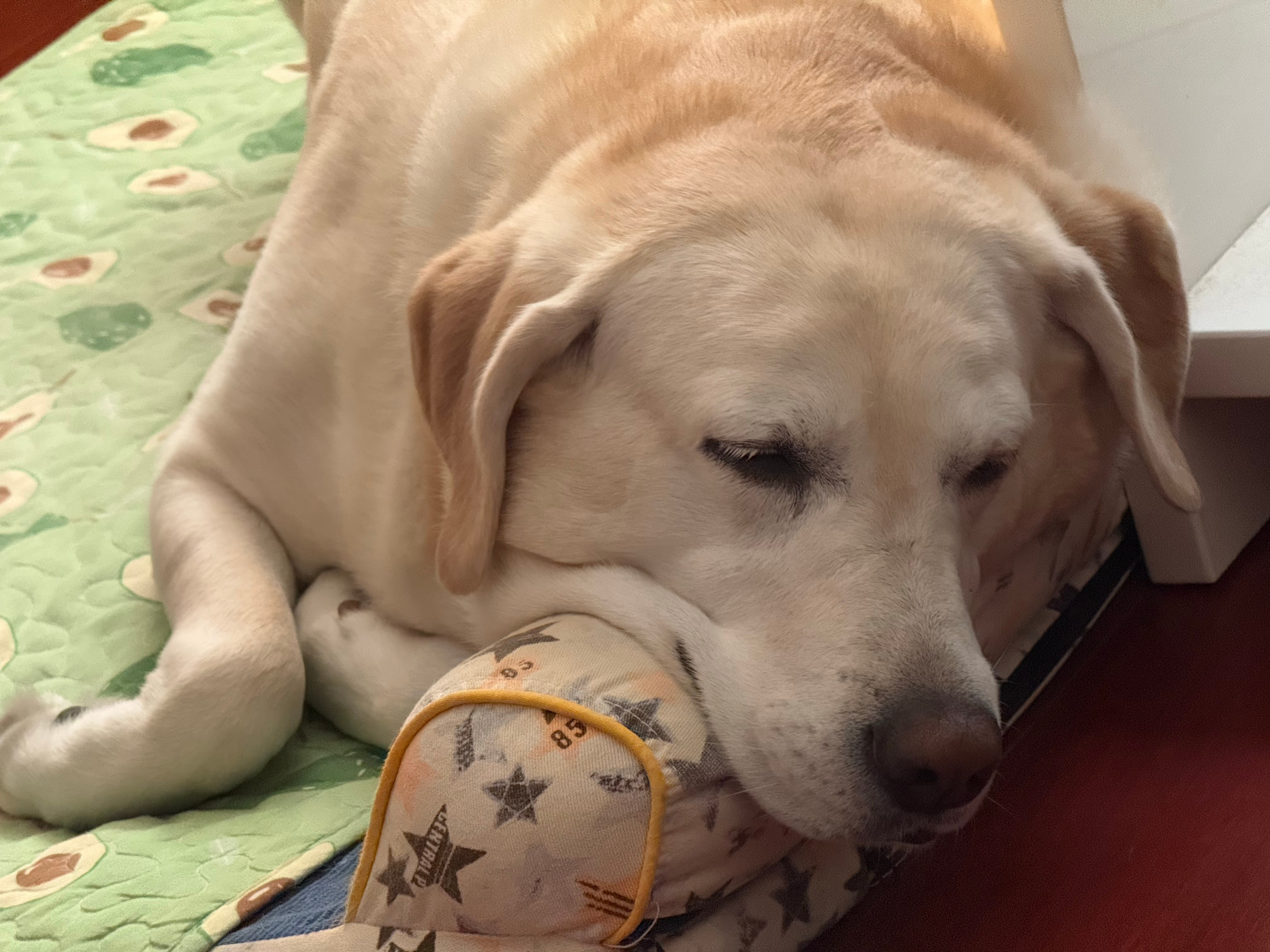 多方回应2只杜宾犬没拴绳引口角我也养狗，每次带它出门虽然没带嘴套，但是一直是全程
