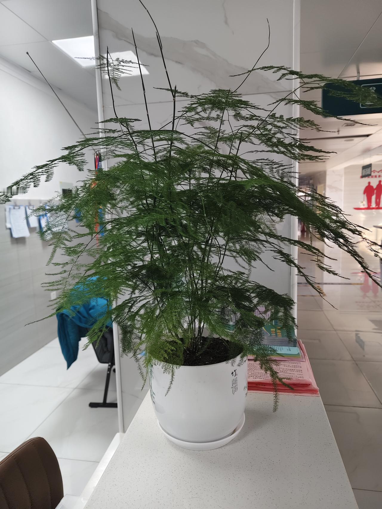 办公室这盆文竹，疯长到快“出圈”！办公室摆着一盆文竹，谁也没料到它竟悄悄长