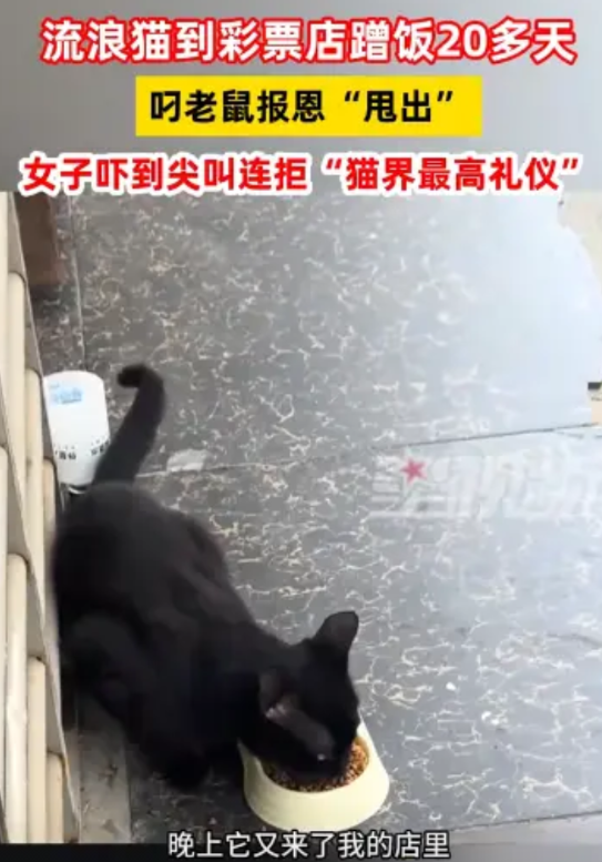 “万物皆有灵！”5月27日，安徽合肥，一流浪猫到一彩票店蹭饭20多天，直接叼来老