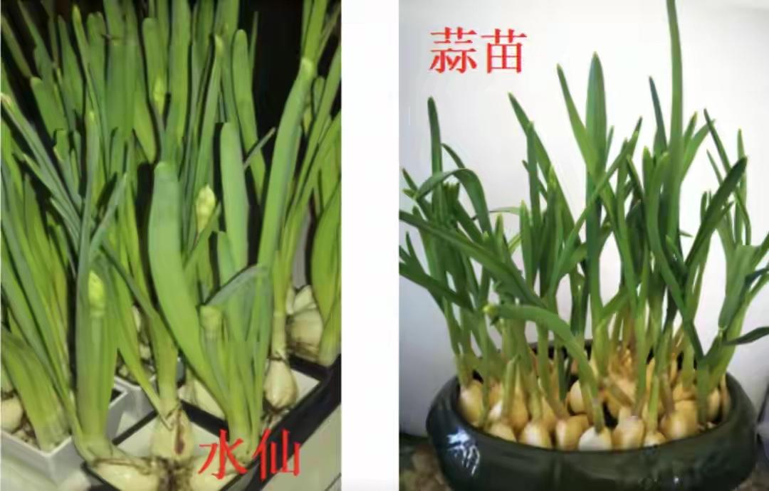 “悲剧还是发生了！”2月28日，江苏苏州，一老人误将别人丢掉的水仙花当成蒜苗捡回