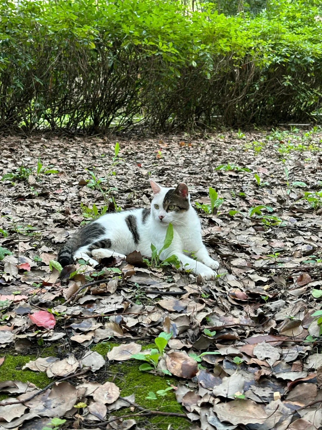 自由的猫咪