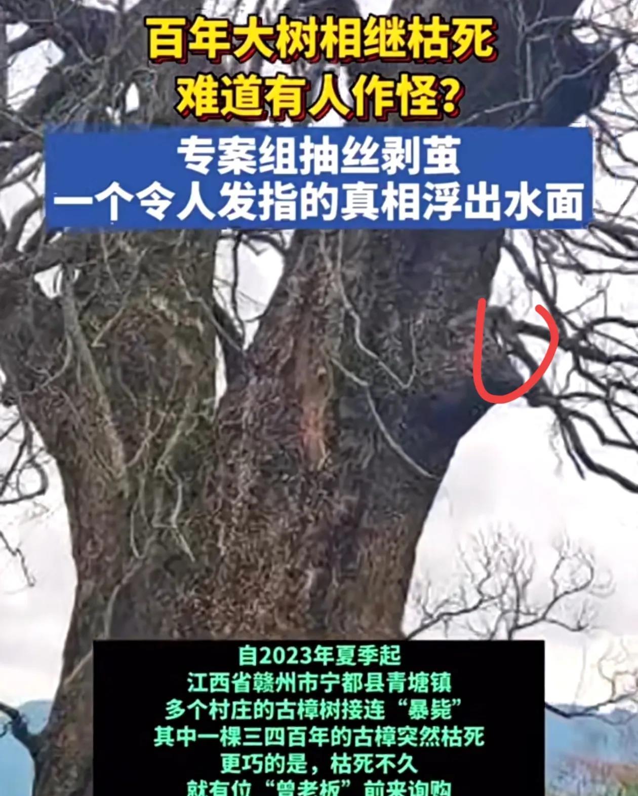 死刑都算轻了！江西这老板的心是黑透了半夜雇4名男子往几百年的古樟树根钻孔，灌除