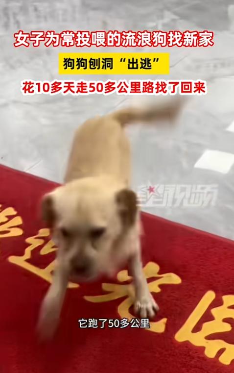 “万物皆有灵!”10月24日,河南新乡,一女子给经常投喂的流浪狗找了个新家,没想