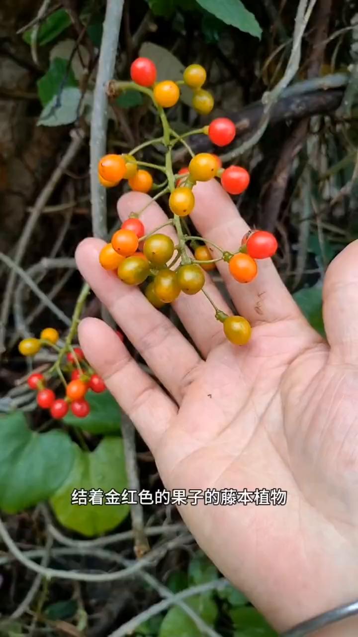 如果你在农村里遇见这种结着金红色的果子的藤本植物，那你不妨认识一下了，它就是黄药
