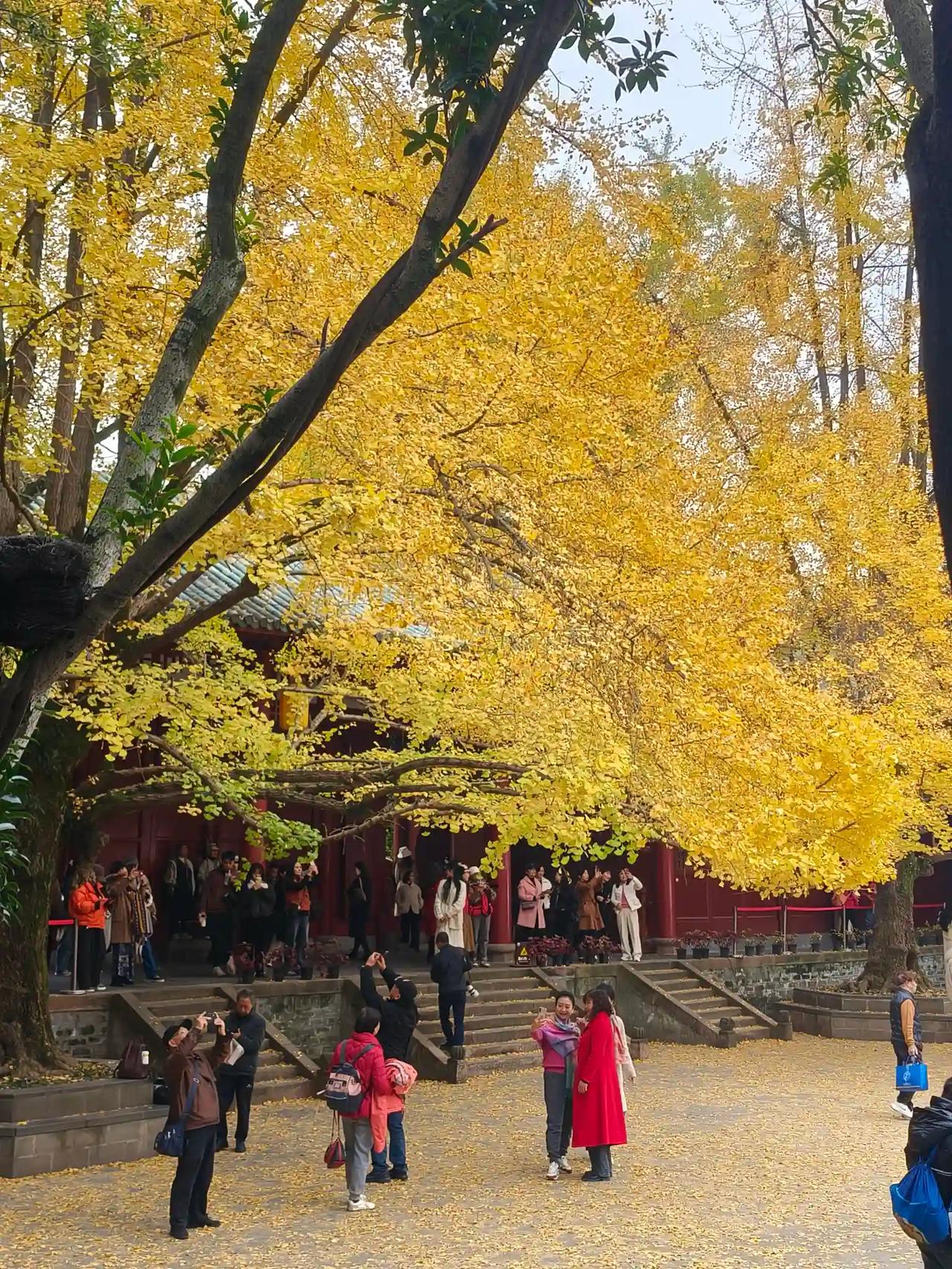 陆游祠又名罨画池陆游祠赏银杏每逢秋季，陆游祠旁的银杏树叶金黄灿烂，宛如铺展开