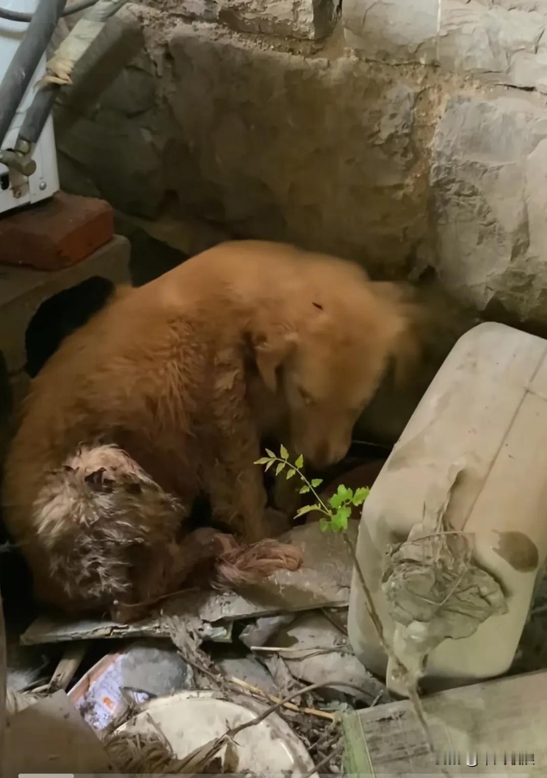 狗狗被车撞伤，主人不理，狗狗躲在角落里忍着痛苦偷偷地流泪，无脸见人。受了委屈的狗