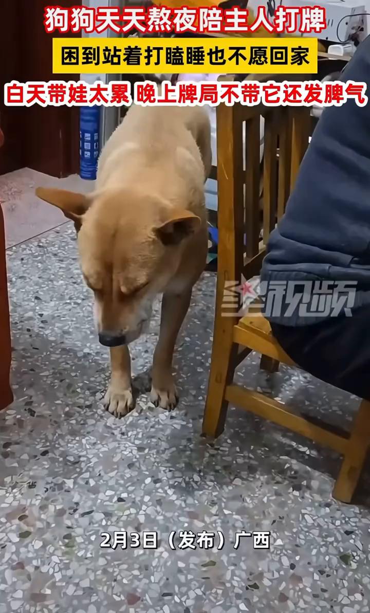 狗狗天天熬夜陪主人打牌，困到站着打瞌睡也不愿回家。白天带娃太累，晚上牌局不带它还