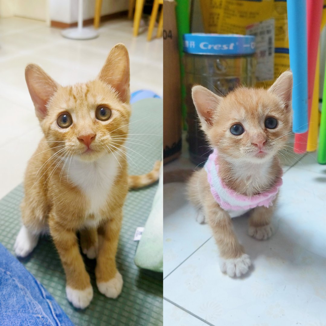 小猫咪真的长得好快吖已经快养2个月了所以它现在应该是3个月的崽了​​​