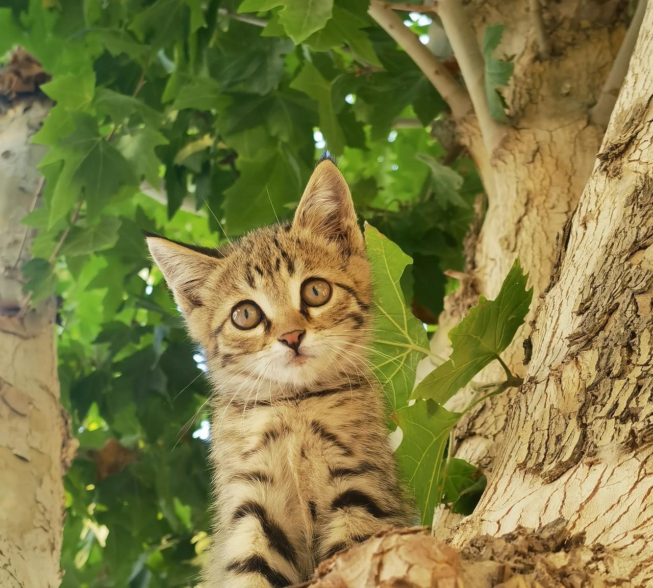 #分享一张最近随手拍的照片#三个月大的猫咪，能够为你提供情绪价值。