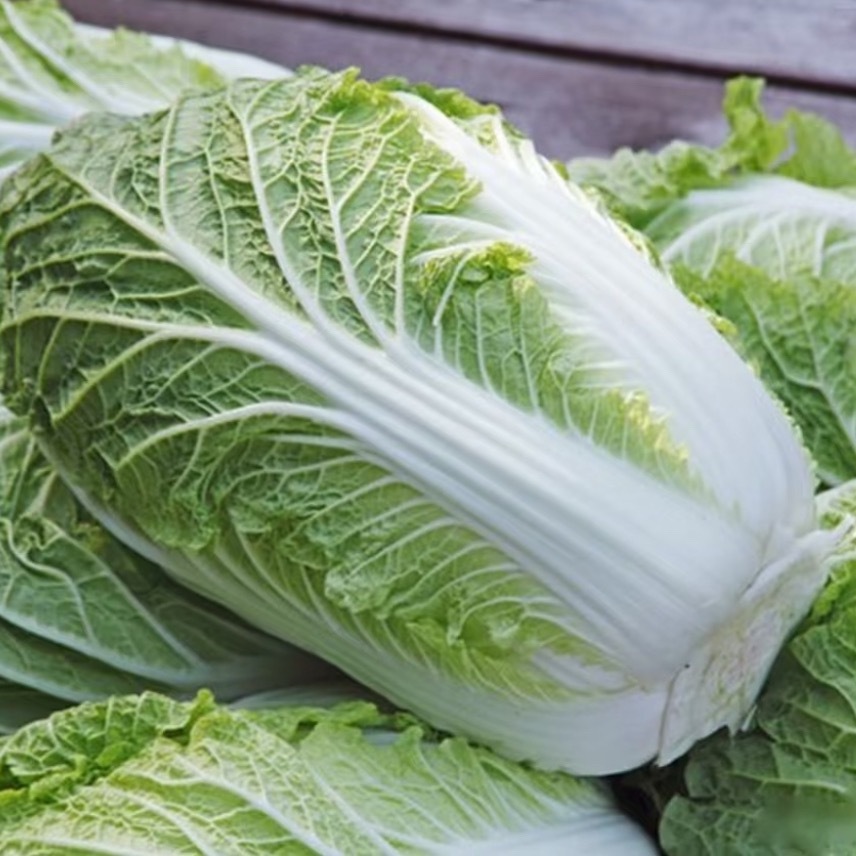 白菜种植方法一、选种与选地根据季节选合适品种，如秋冬选耐寒的“北京新三号”，