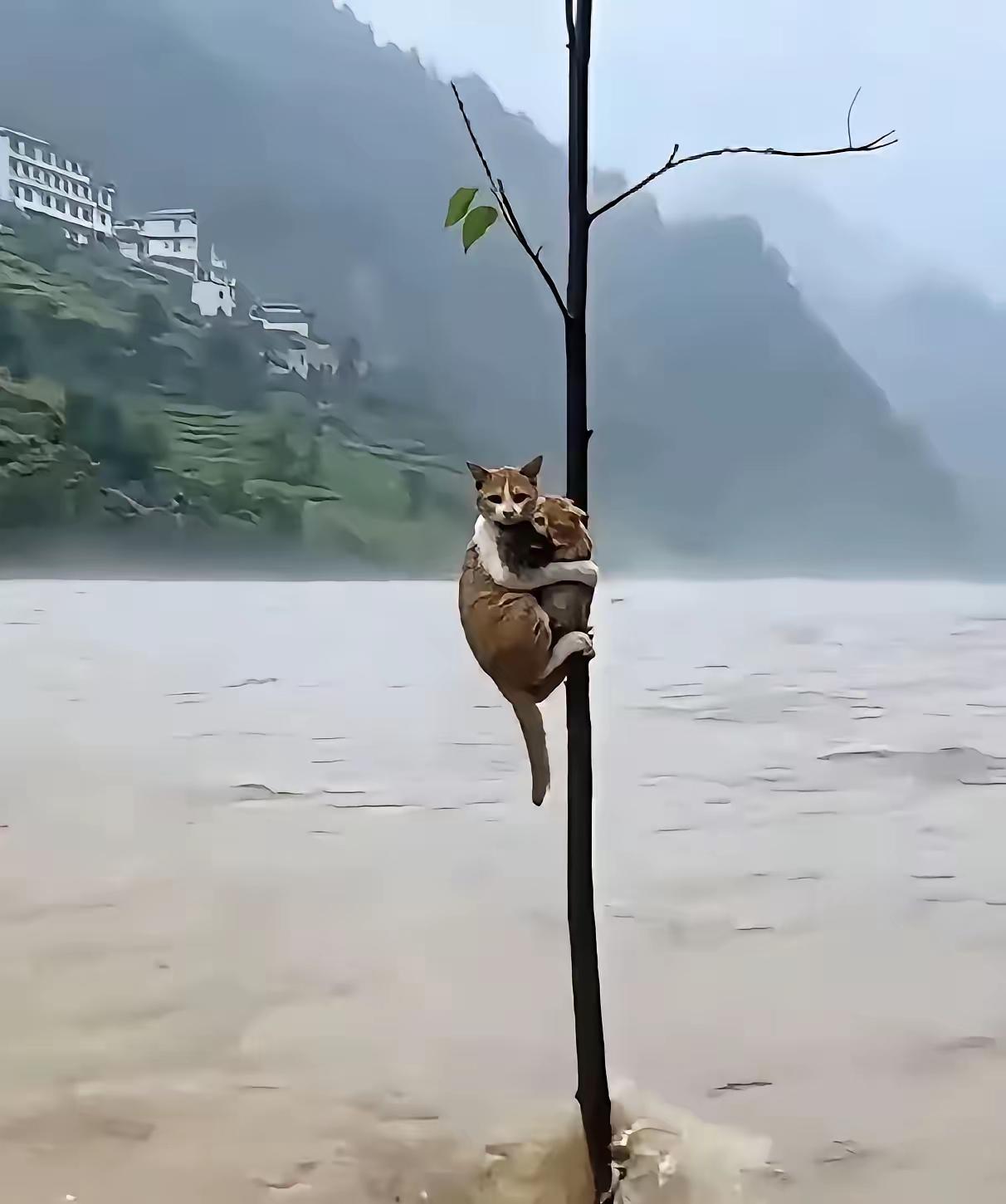 看到泪目了！本人是个猫奴，家里面养有两只小猫咪，平时也时常喂喂