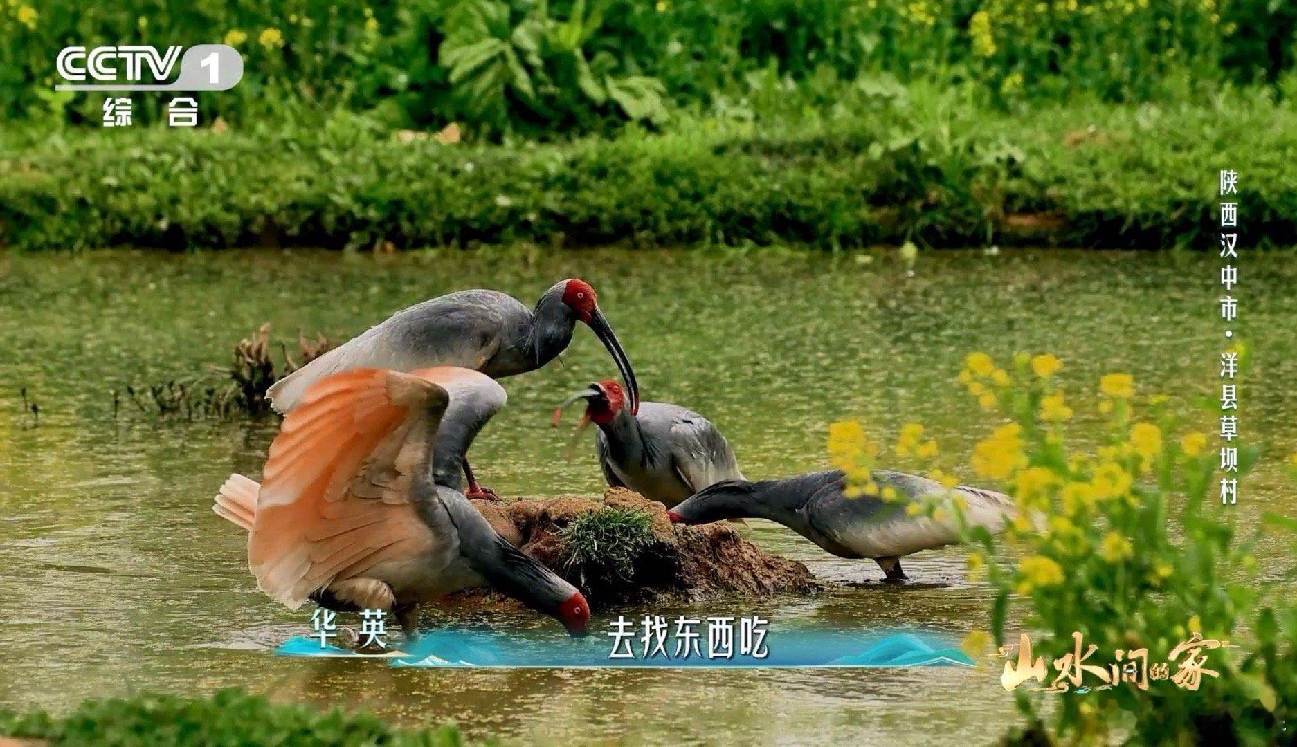 国宝和村民各忙各的村民给干饭国宝留门太暖心！村民为干饭国宝留门，用日复一日的守