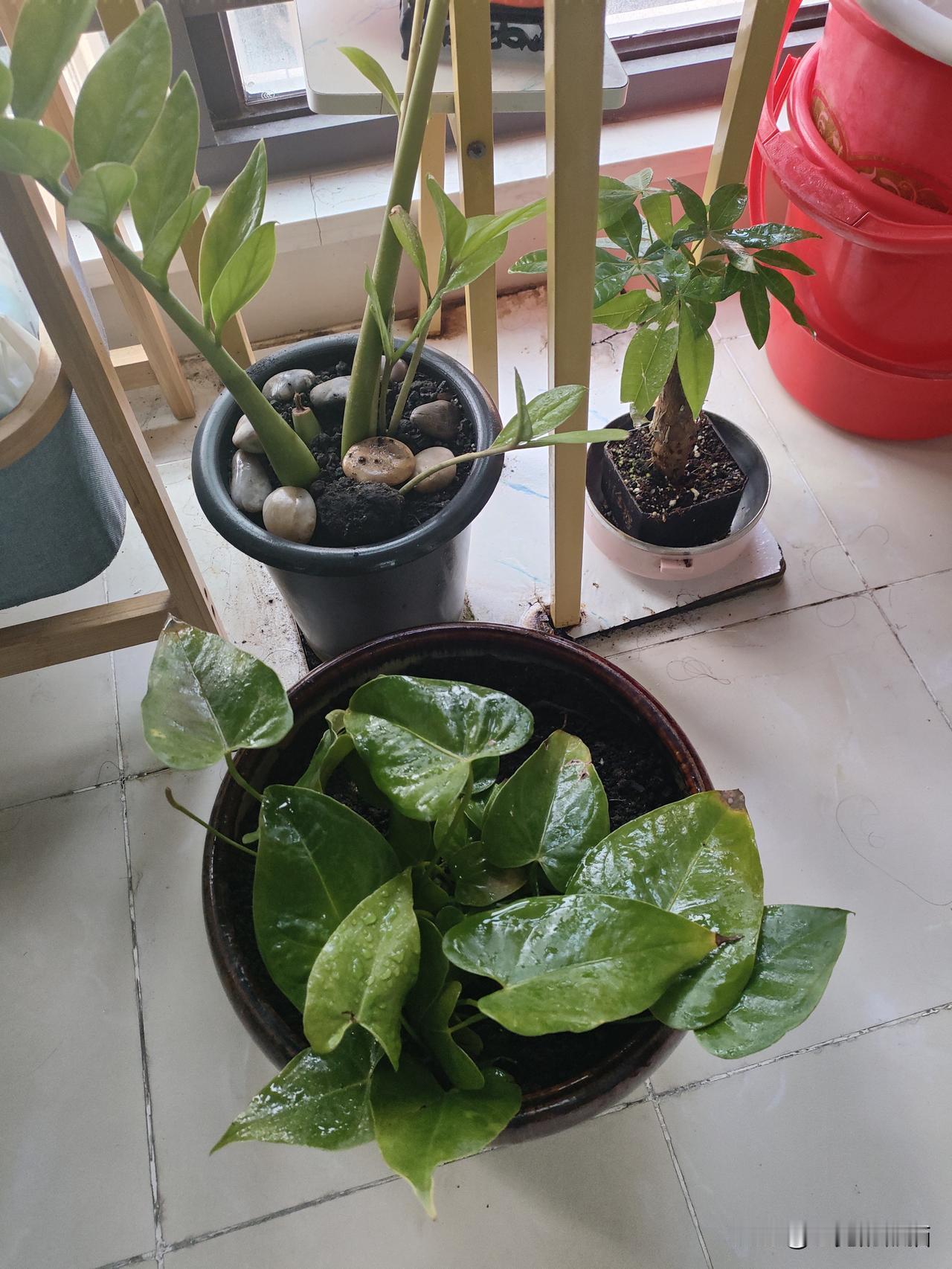 今年冬天的不同养花打卡第四天，种金桔第一天