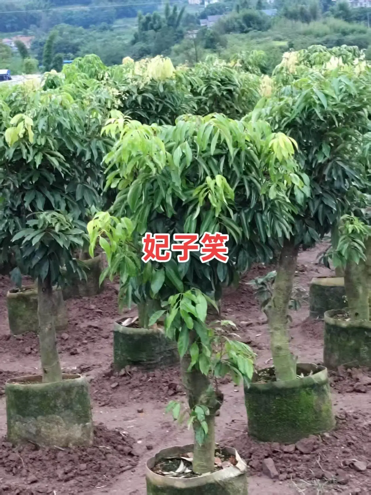 春天到了种植荔枝苗的季节来了，有想法的看过来。