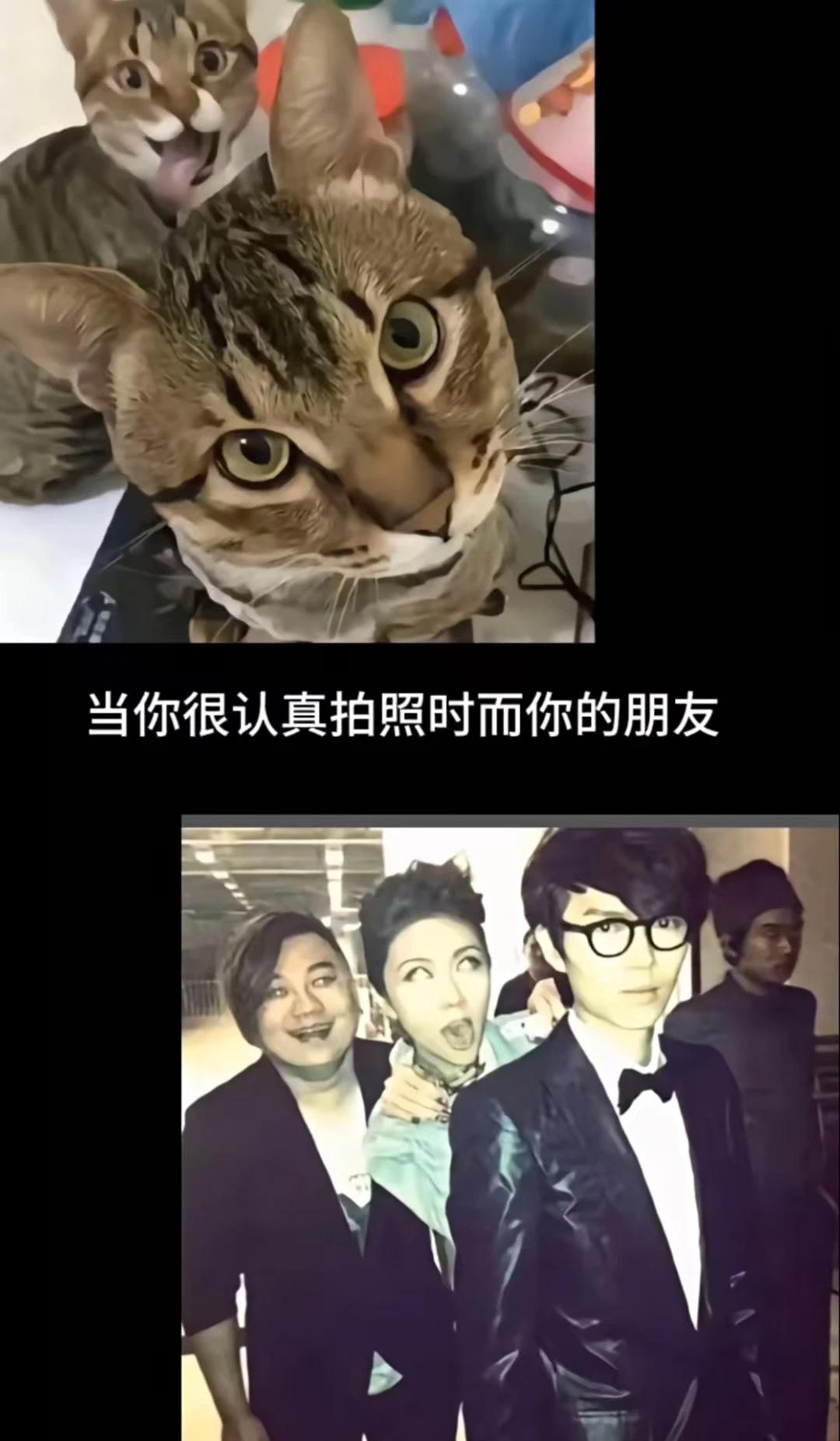 方大同小猫咪当然要拍照梗图本人最近的精神状态