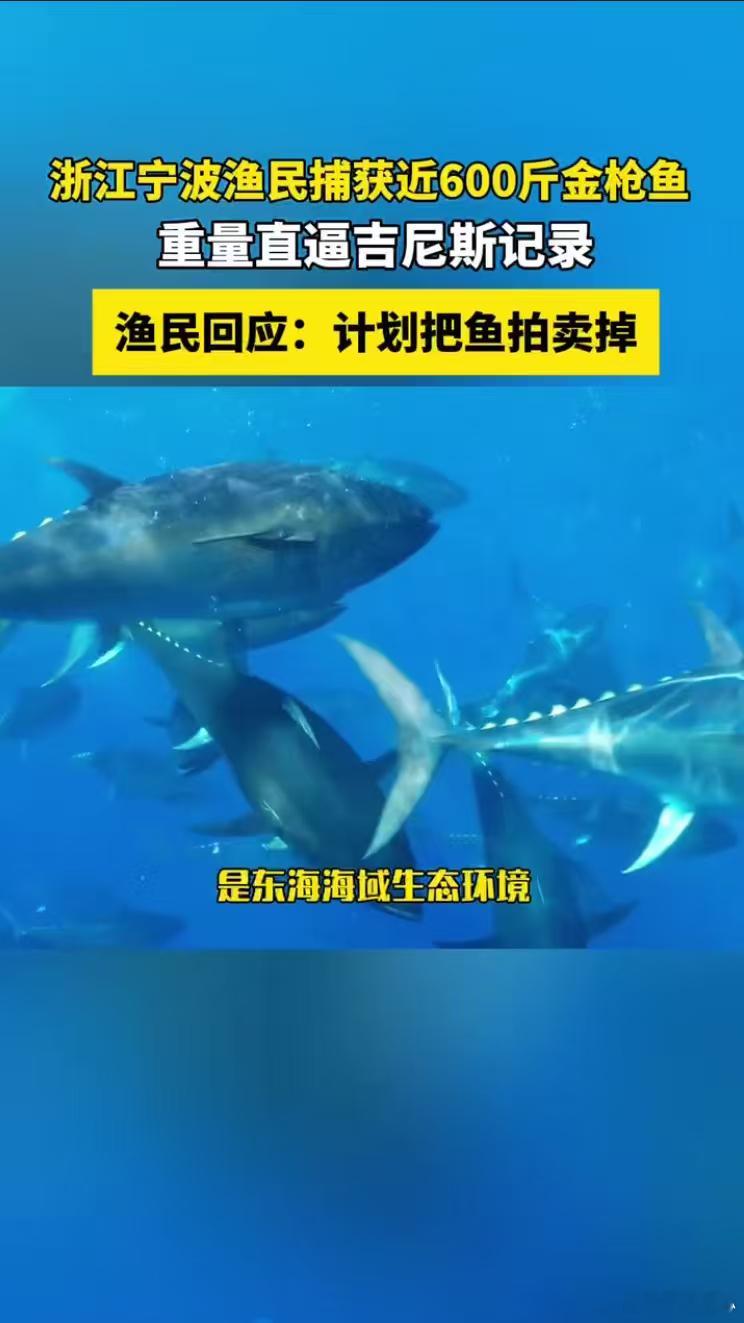 渔民回应又捕获近600斤重金枪鱼每次看到这种巨型渔获新闻都觉得很治愈，海洋在慢