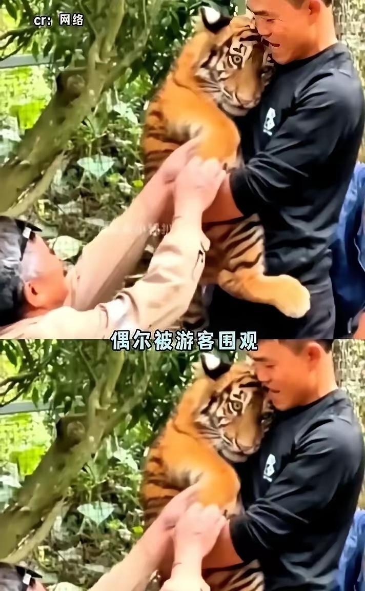 谁能想到，全国仅存200多只的华南虎里，有只叫“红糖”的小家伙，是被饲养员揣在工