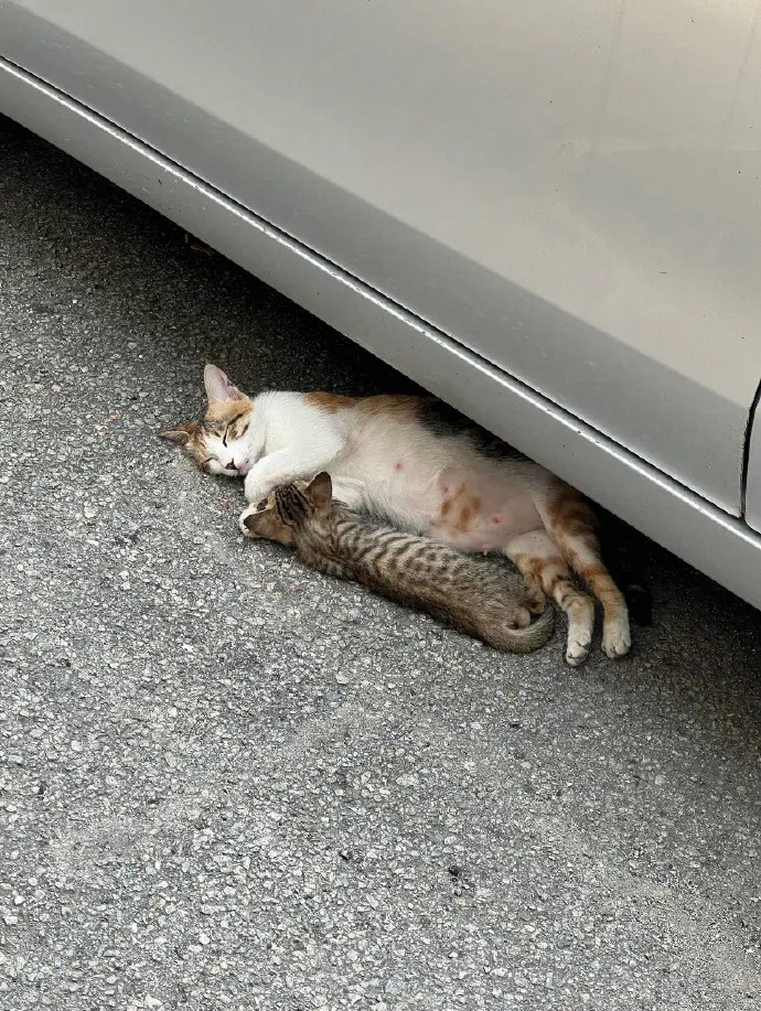 一只流浪猫妈妈带着小猫在车底睡觉，网友：心情复杂春季是猫咪恋爱和生小猫的季节，不