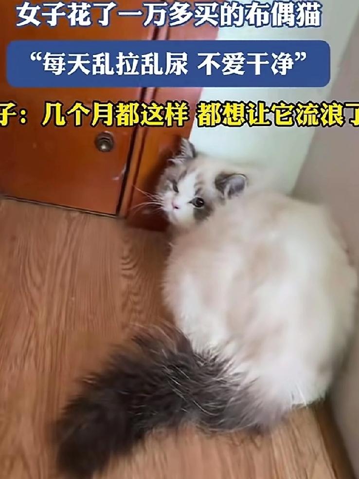 主人花了一万多买的布偶猫，随地大小便好几个月都这样，主人嫌它不爱干净，想放它去流
