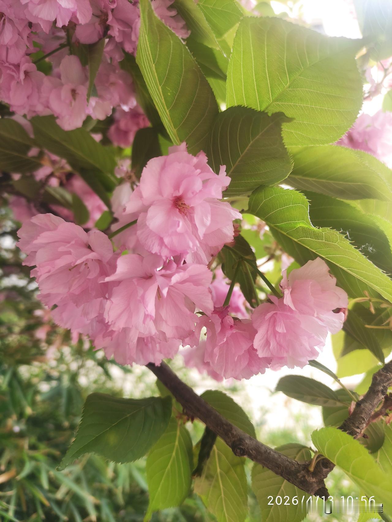 家门口拍到的晚樱🌸社区医院的院里有一棵晚樱，因为有其它树遮挡，一直也没注意到