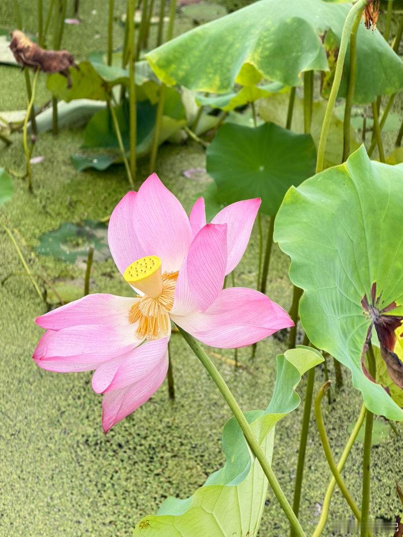 7月7号，同花顺热榜，你看好谁1、长电科技:国家大基金持股+存储芯片2、东山精