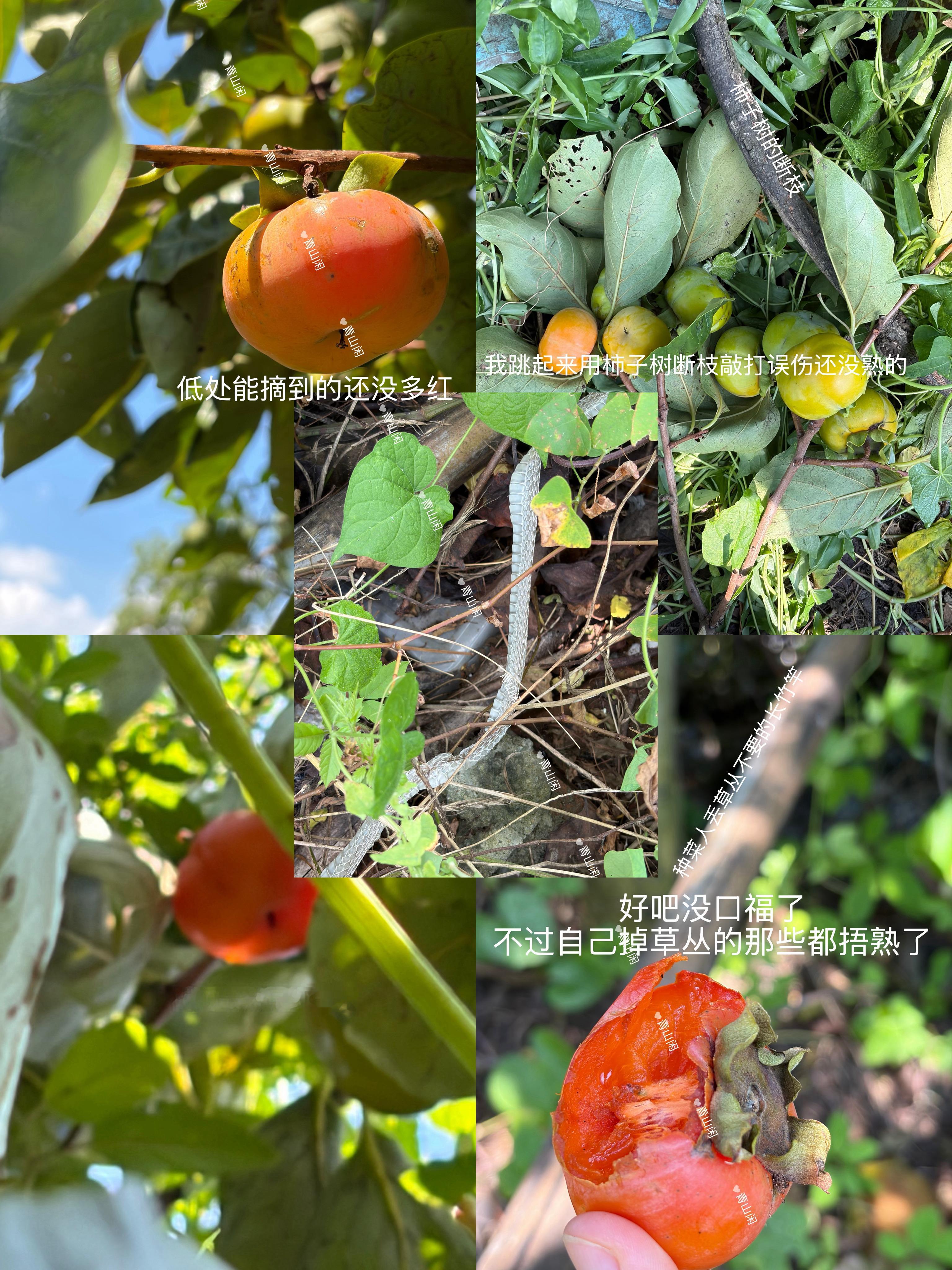 今天又在上班摸鱼山里打野试了柿子树的断枝种菜人丢草丛不要的长竹竿而我费劲把