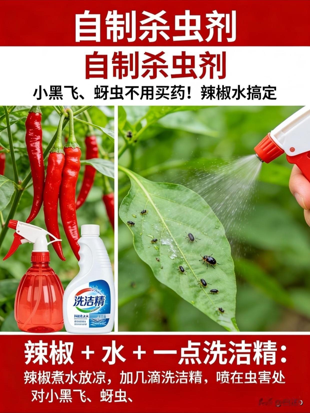 石家庄李女士最近愁坏了，阳台种的小青菜被虫子啃得坑坑洼洼。打药花了三十多块、粘虫