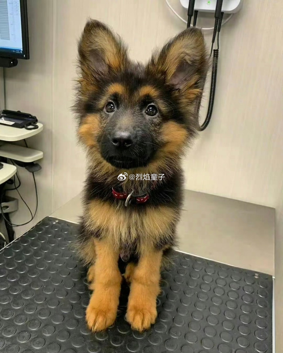第一次知道还有警犬技术专业网友评论：还能和小狗一起走，这和宝可梦训练师有什么区别