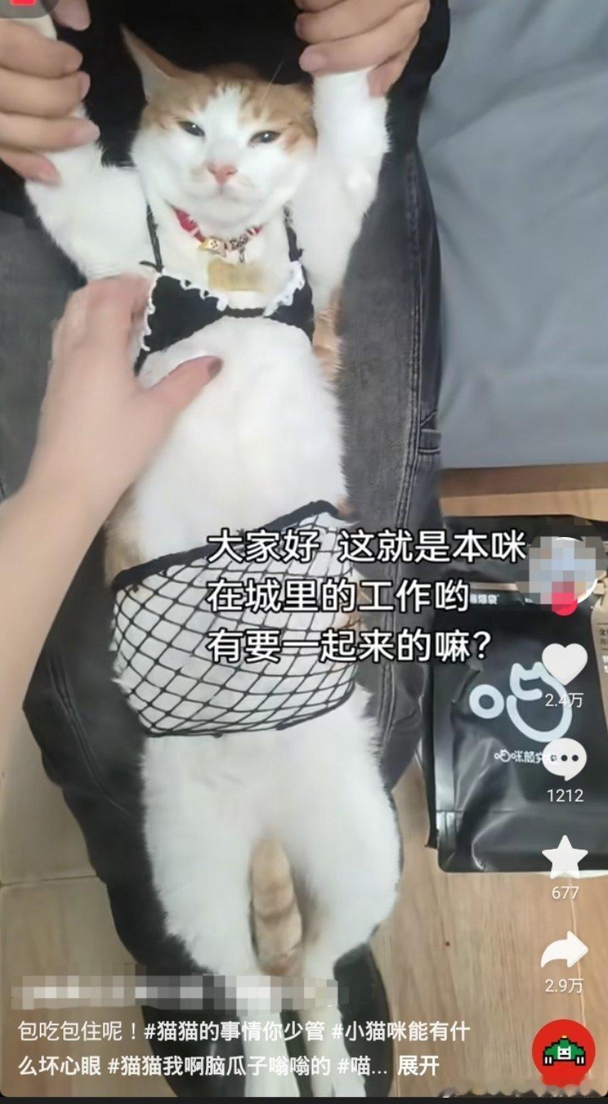 别⭐化小猫了行不！​​​