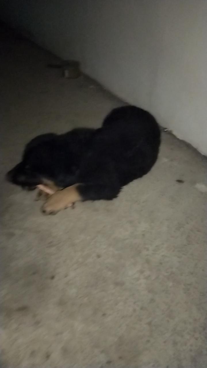 流浪狗跑到我家来，我想着拴着它，结果我这打结技术不行，它一下就崩开绳子跑了。其实