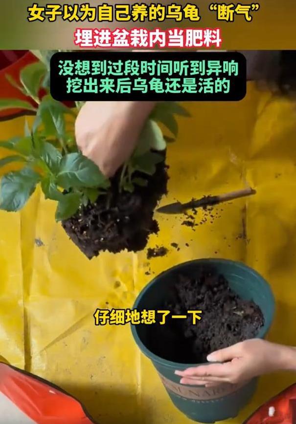笑不活了！四川成都，女子以为自己养的乌龟“断气”了，就随手把它埋进盆栽内当肥料，