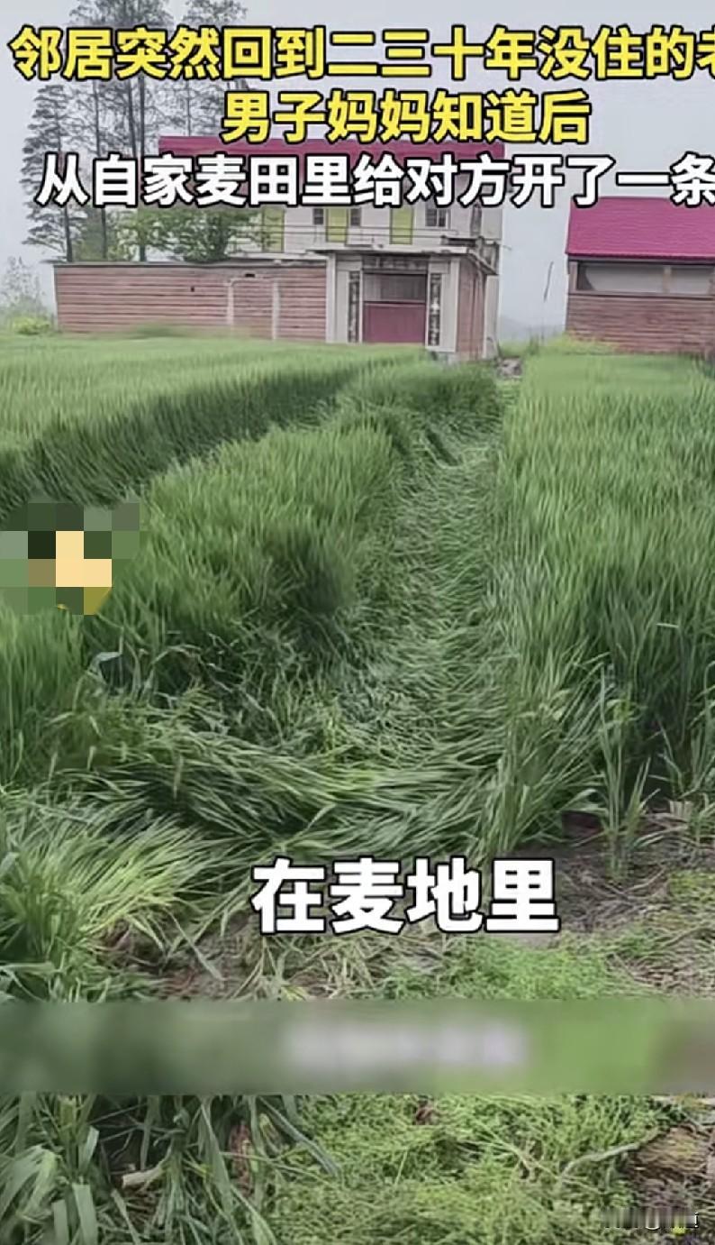 近日，河南信阳，男子母亲突然让男子将车开进自家麦田，让儿子将麦田压出一条路来。男