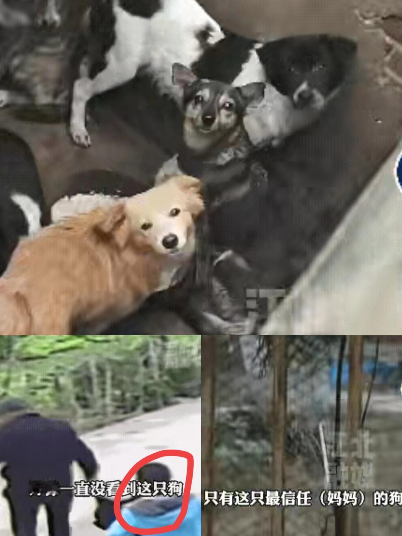 “泪目了！”湖北，一妈妈瞒着儿子卖掉了家里怀孕快生的母狗。儿子知道后，花了42