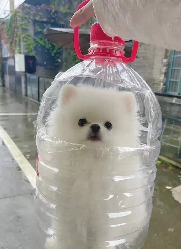 来一桶农夫山犬