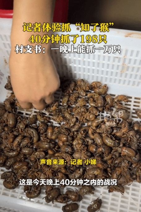 赚大发了！山东济南，记者40分钟抓了198只“知了猴”，按当地1元/只的批发价算
